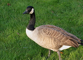 300px-Branta_canadensis_Plessis